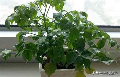 陽性植物有哪些|喜陽植物:喜陽植物，也稱陽性植物，是指陽光下栽培生長靠葉綠。